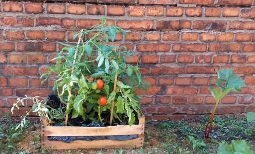 Zdjęcie do Z MAŁEGO OGR&Oacute;DKA WIELKA RADOŚĆ